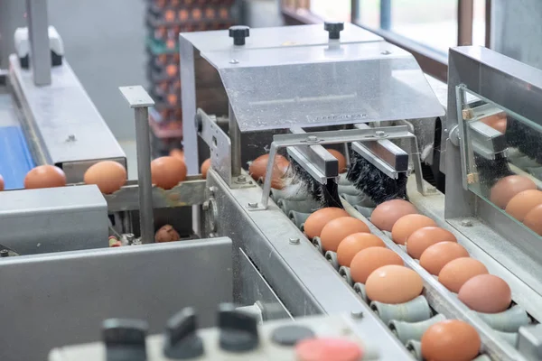 Egg Packing Lines