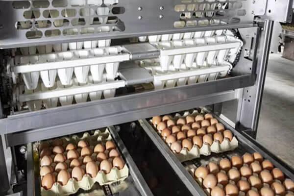 Egg packing Line